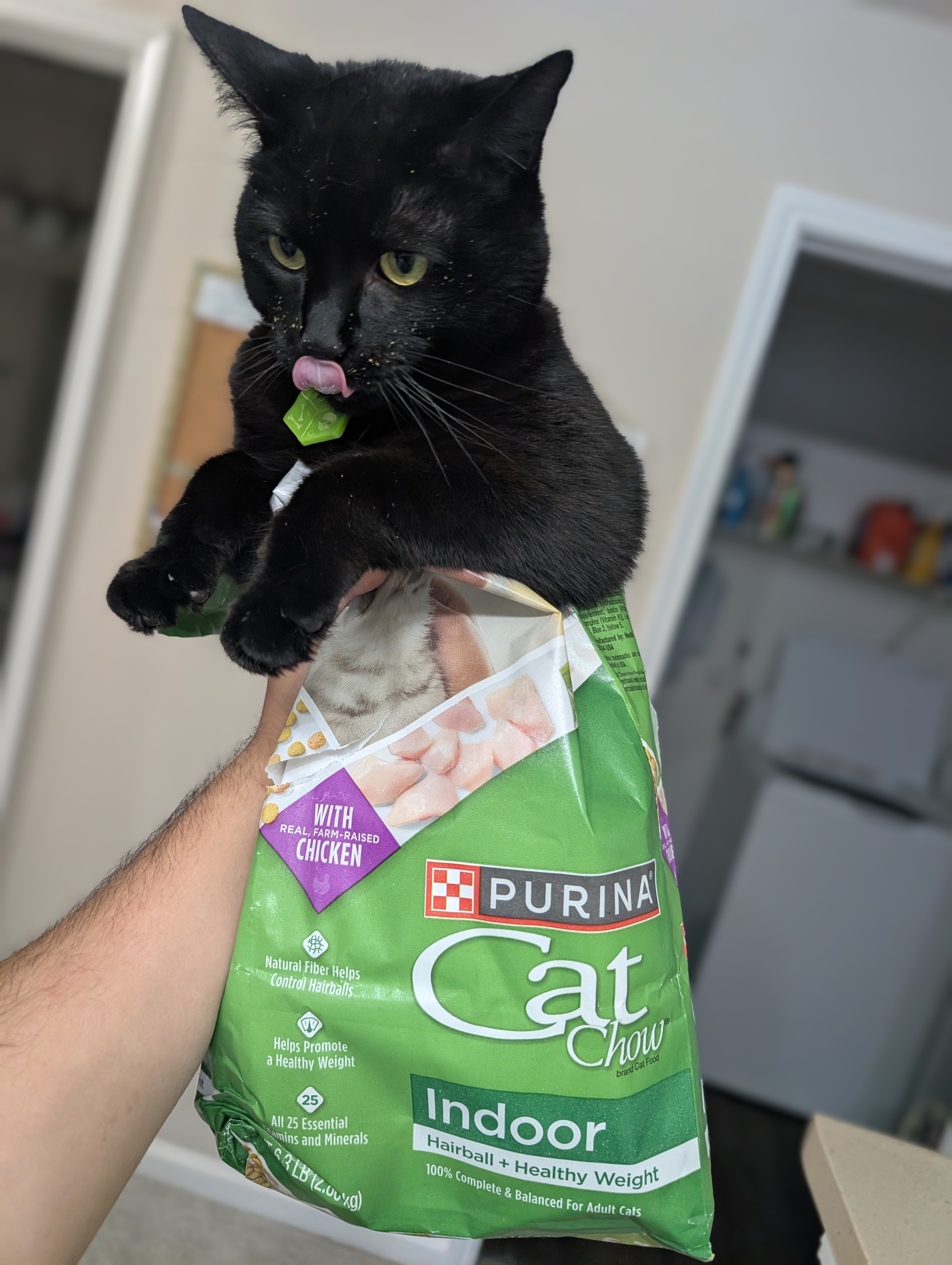 A black cat in a food bag, licking her lips