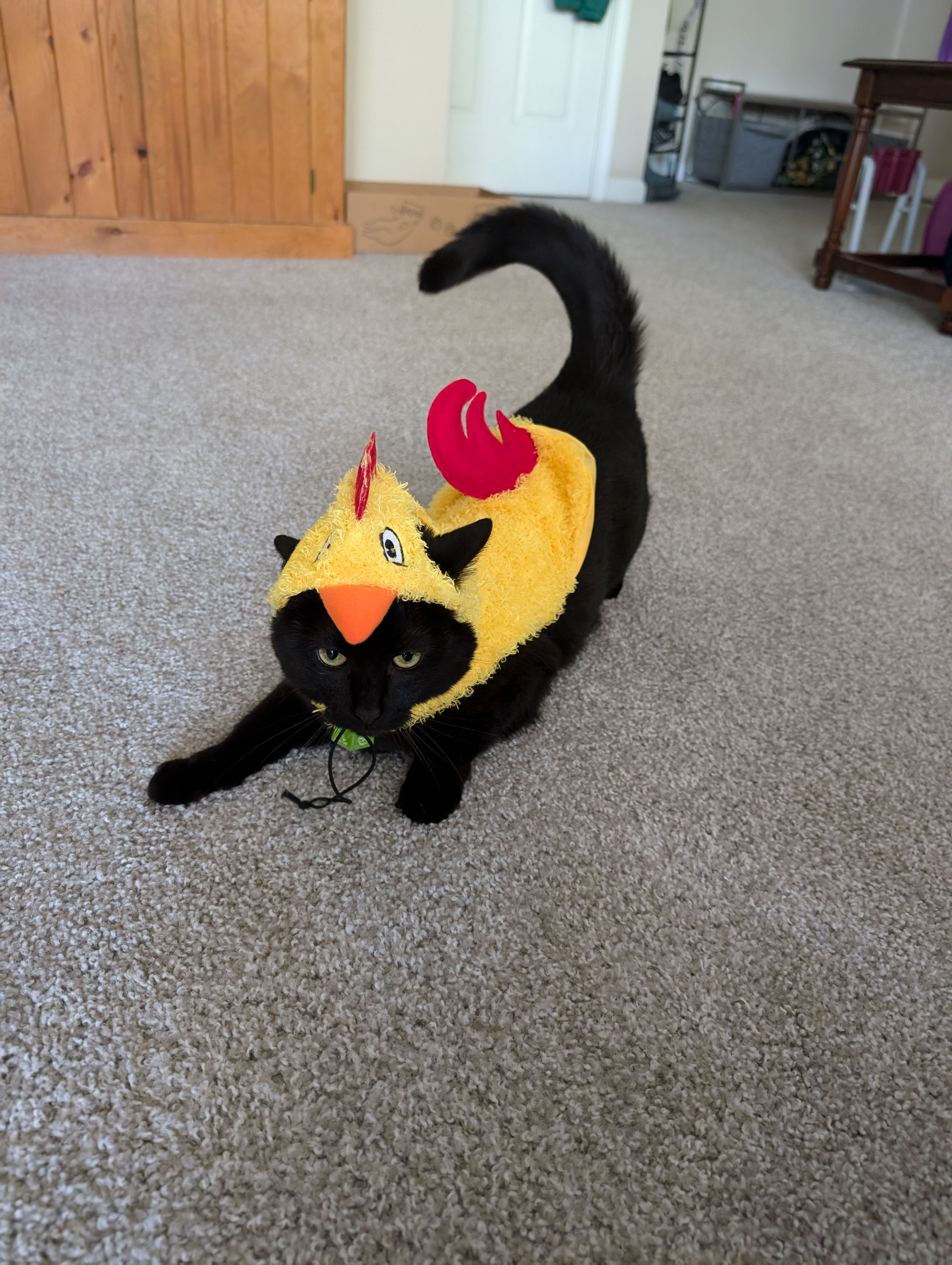 A black cat in a chicken costume