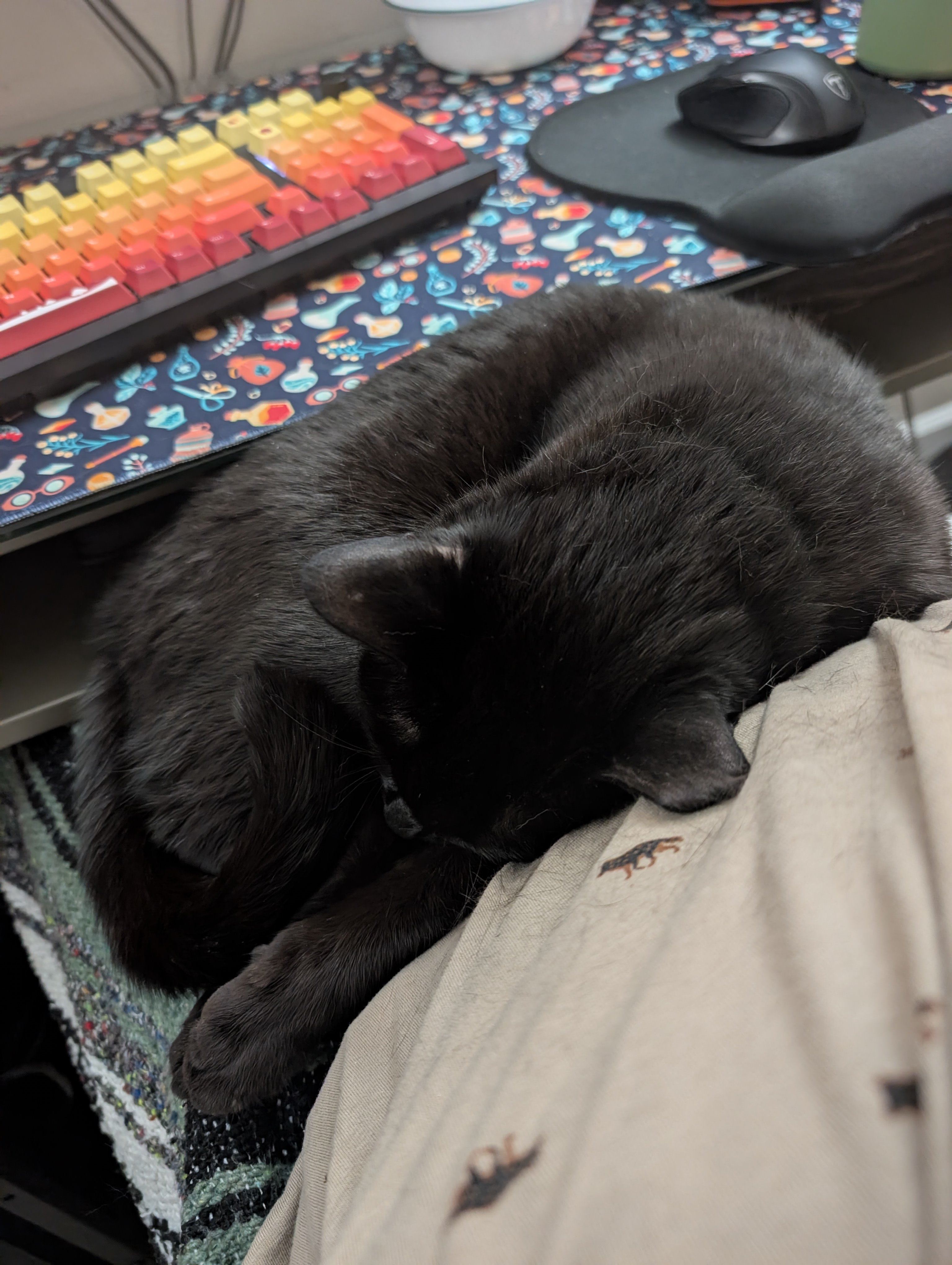 A black cat curled up on a lap in front of a desk