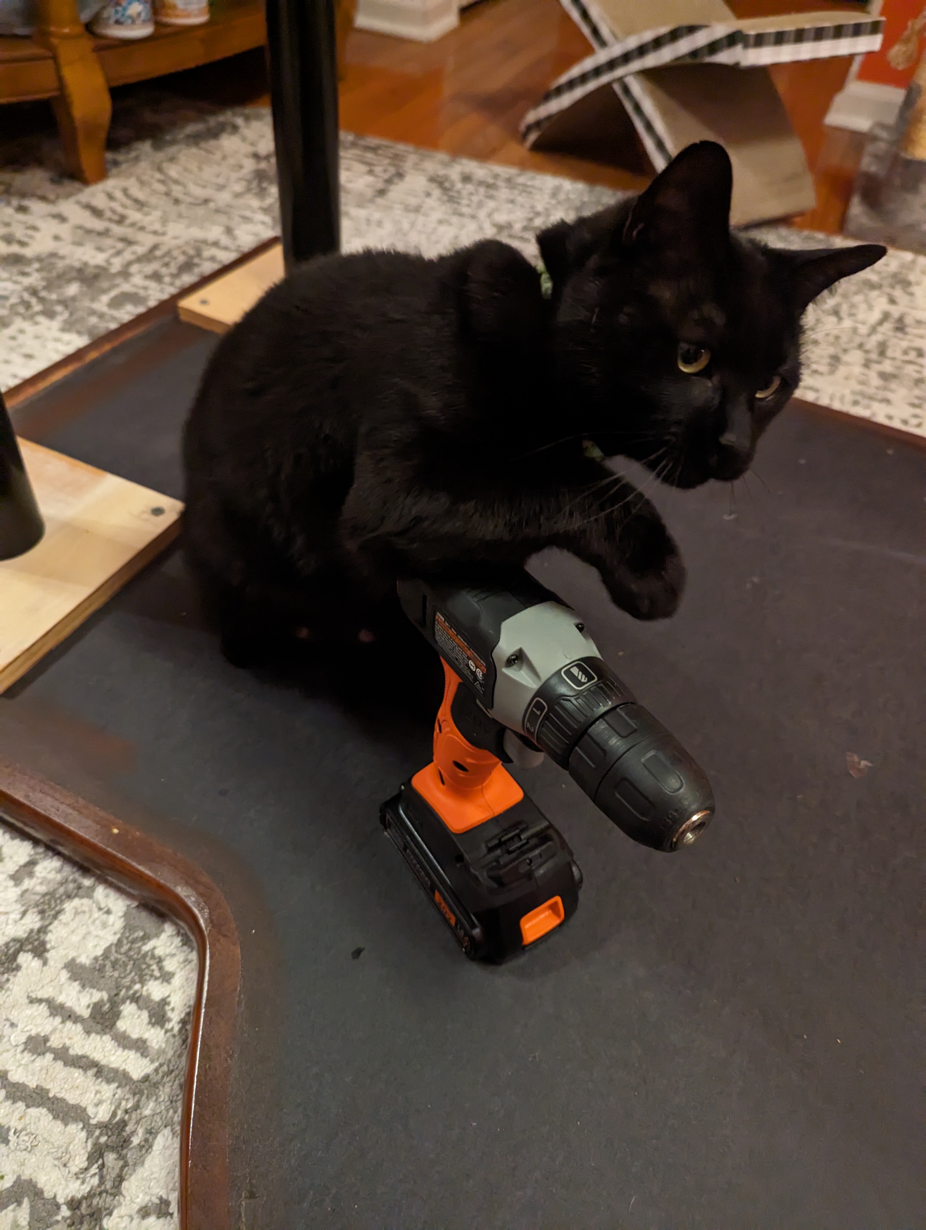A black cat with her arm on a drill