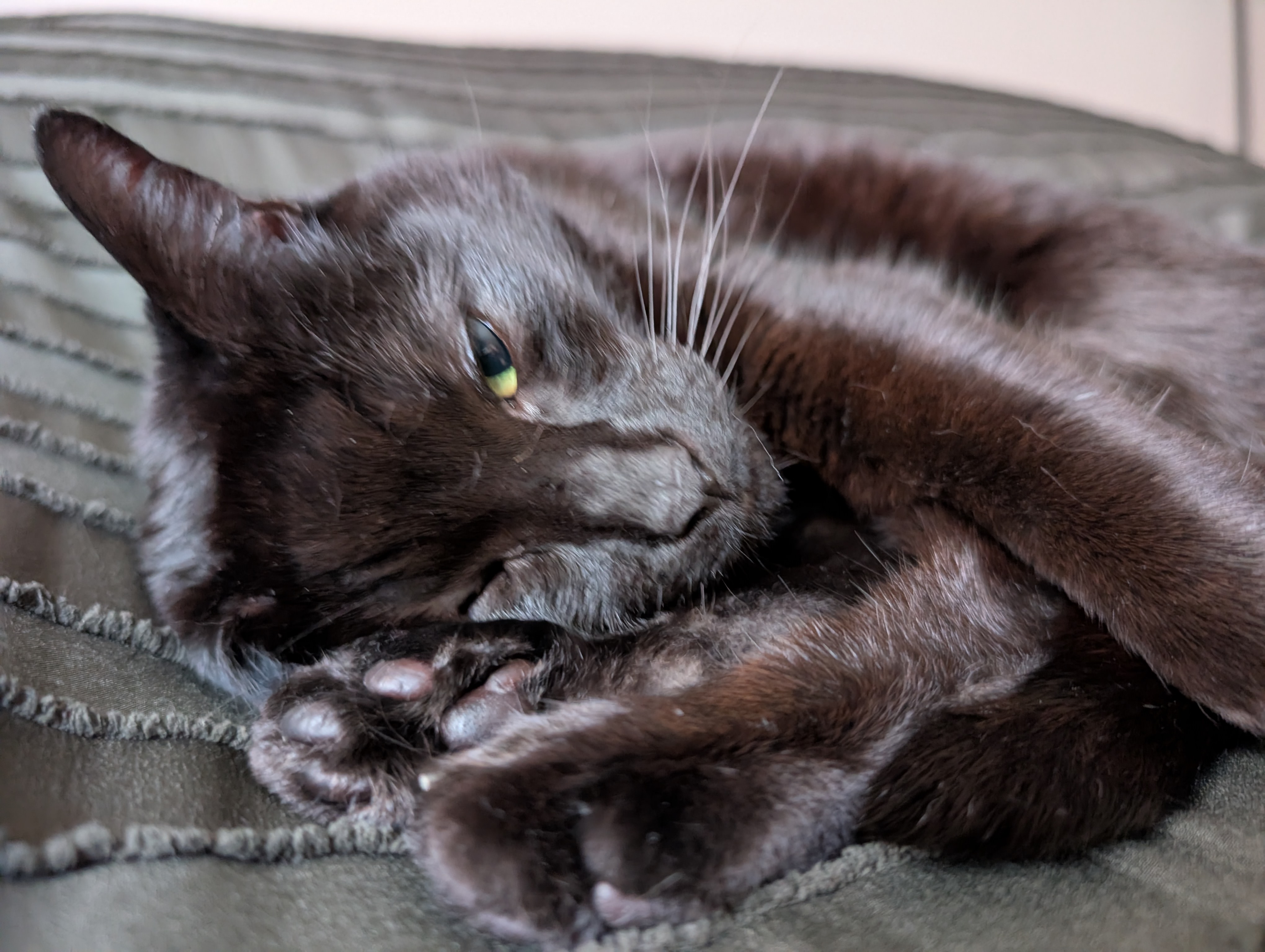 A black cat holding her paws as she sleeps