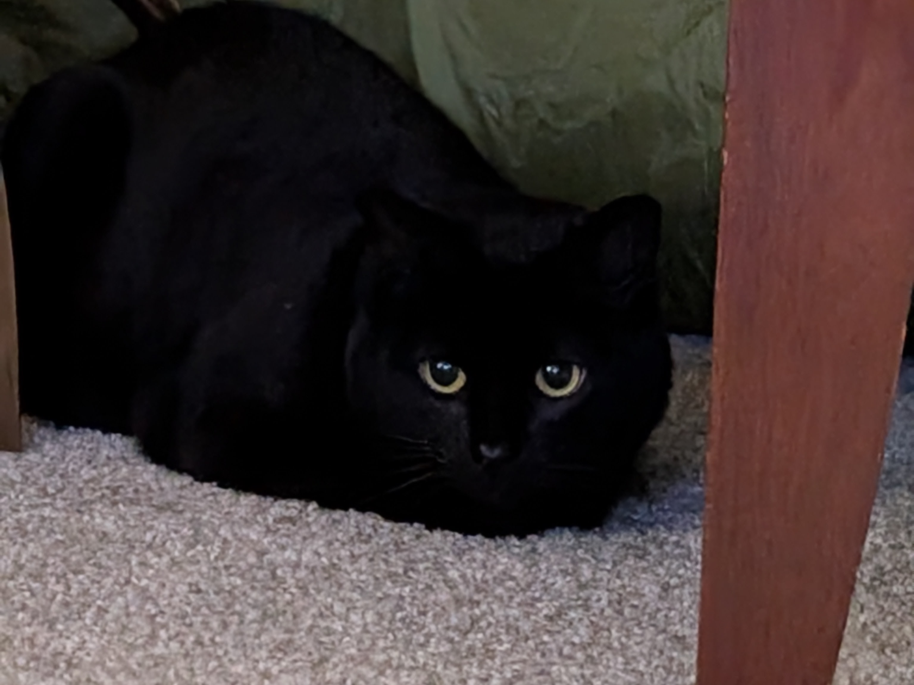 A black cat crouched low with wide eyes
